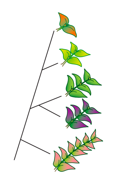 Inga defense evolution schematic